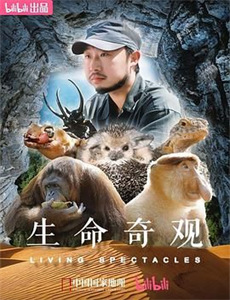 黄玫瑰2019美国版